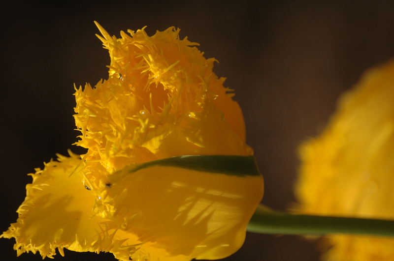 DSC_0063.JPG