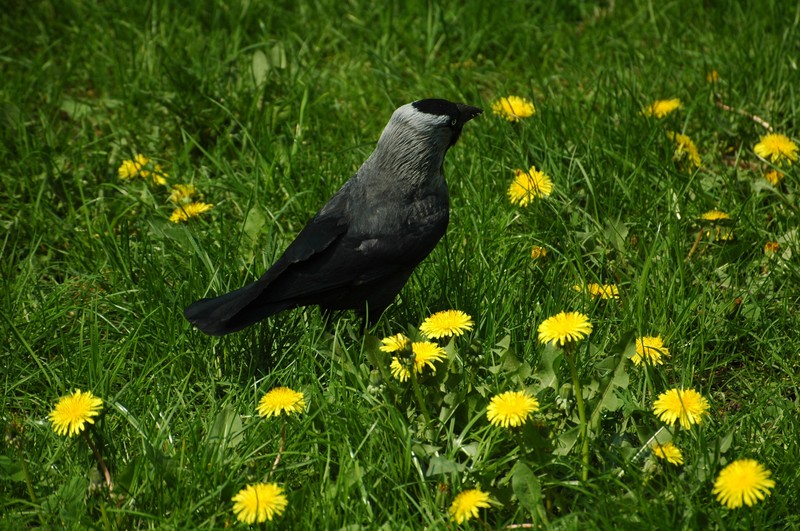 DSC_47.jpg