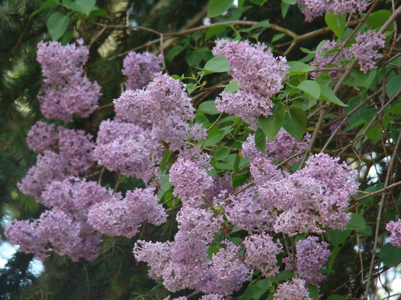 DSC_74.JPG