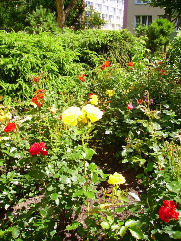 IMGP_299.JPG